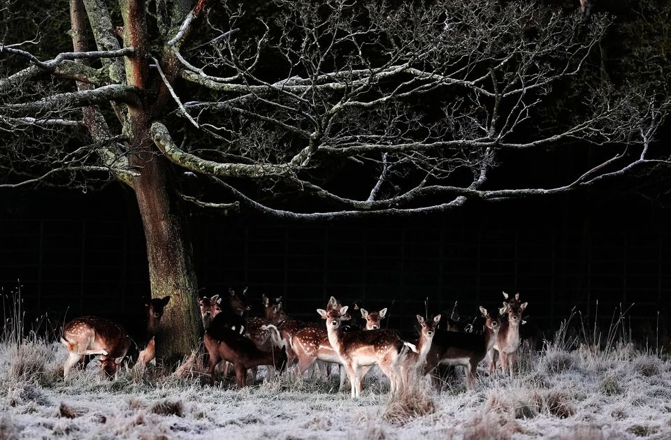 Deer in a frosty Phoenix Park in Dublin on Friday. Photo: Brian Lawless/PA Wire